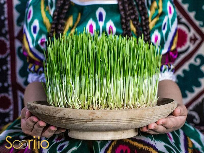 کاشت سبزه برای عید