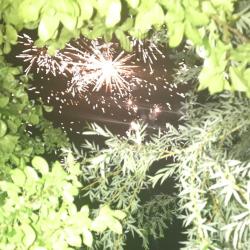  گالری عکس باغ   سمیعی